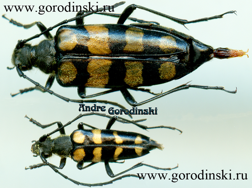 http://www.gorodinski.ru/cerambyx/Leptura gorodinskii.jpg